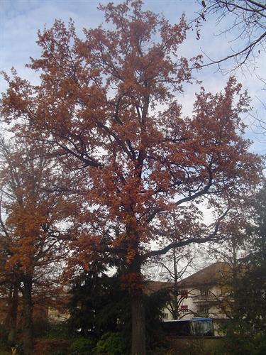 sarvenaz&nbsp;salehi