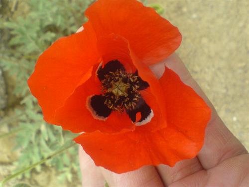 mohammad reza&nbsp;marani