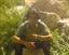 merdad