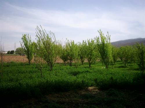 hooman&nbsp;hajrahimi