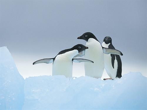 mahmood&nbsp;shojaie