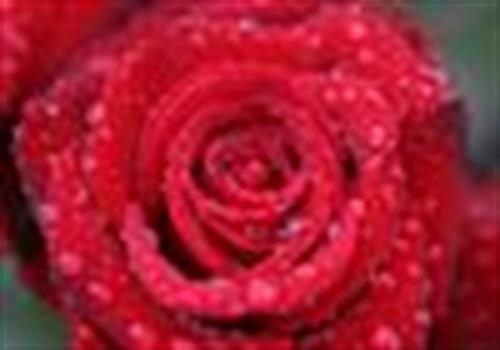 noroz&nbsp;norozpour