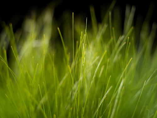 رضا&nbsp;کرمانی