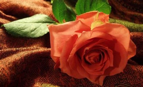 nazanin&nbsp;ghorbany 