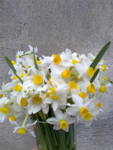 زانا&nbsp;محمودی