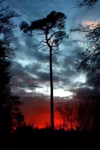 elena&nbsp;tabatabayee