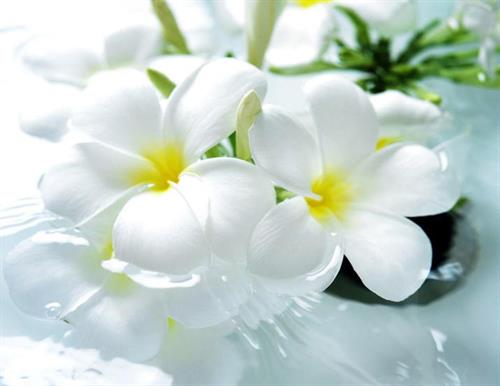 jamshid&nbsp;bozorgy