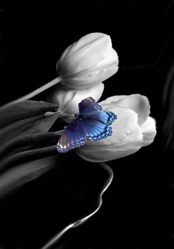 ساینا&nbsp;saina