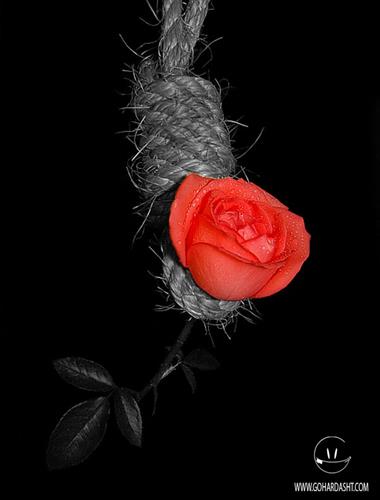 hamid reza&nbsp;e-ri