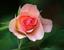 vahid