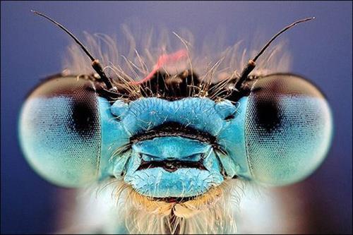 faezeh&nbsp;bahadori rad