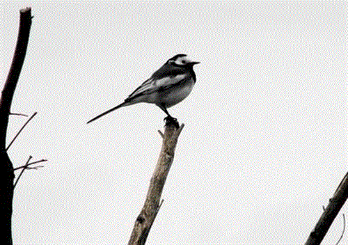 somaye&nbsp;zarezade