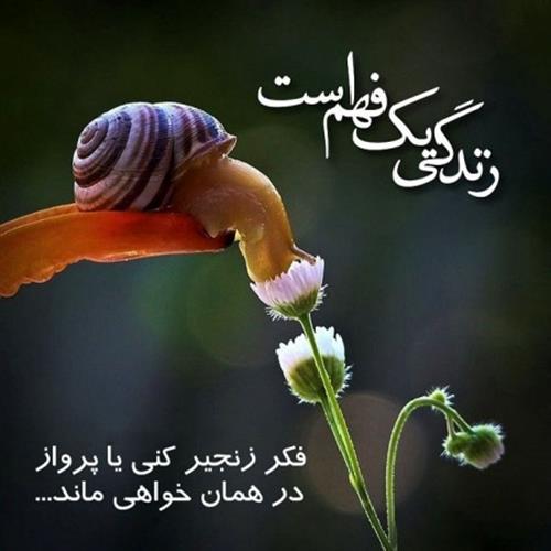 علی&nbsp;م