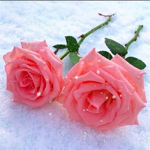 امیر&nbsp;امیری