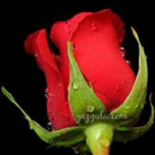 امير&nbsp;اميري