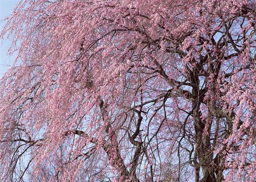 fatemeh&nbsp;sadegei