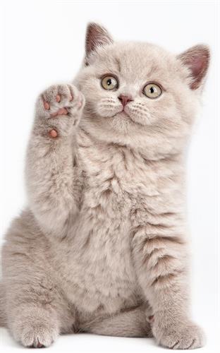 سارا&nbsp;سیف