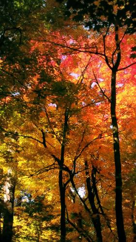 محمد هادي &nbsp;كريمي 