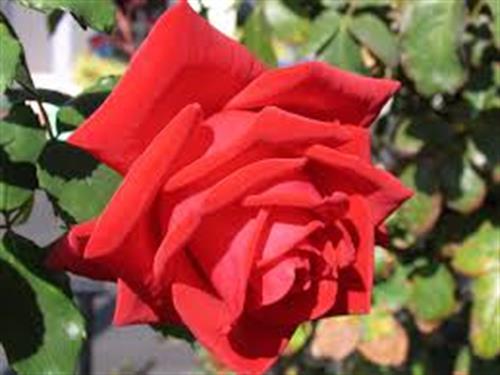 manocher&nbsp;-------------