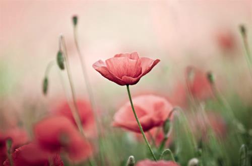 علی&nbsp;محمدی