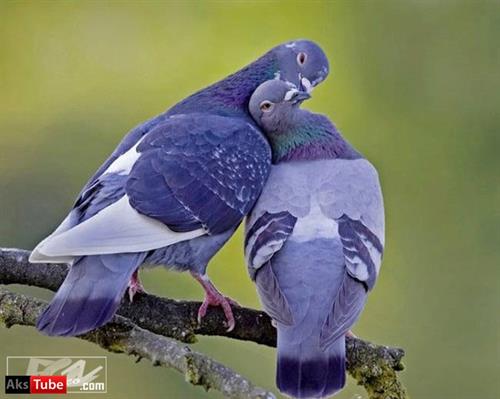 abbas&nbsp;mohammadi