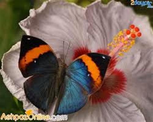 sepid&nbsp;..........