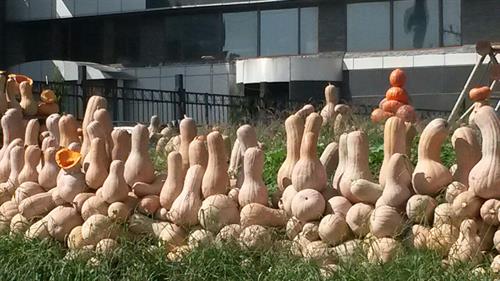 سارا&nbsp;پالندی