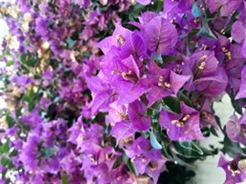 محمد&nbsp;سلیمانی