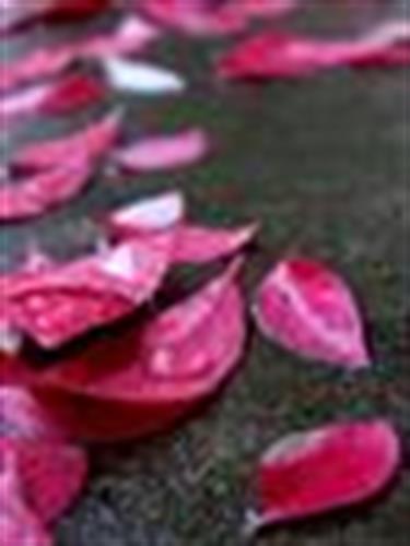 peiman&nbsp;barzegar