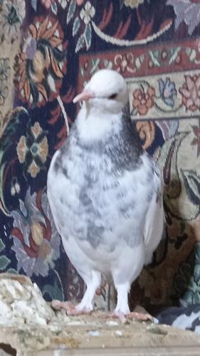 سعید&nbsp;نوعی