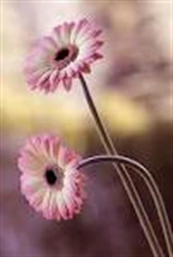 asal&nbsp;sepehri niys