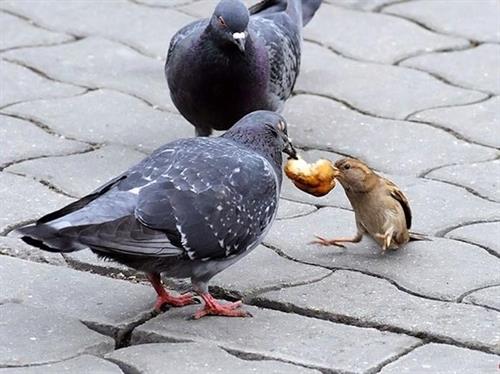 hooshang&nbsp;rahimi