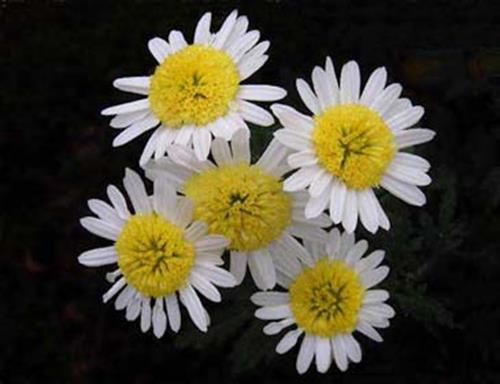 مجتبی&nbsp;امینی