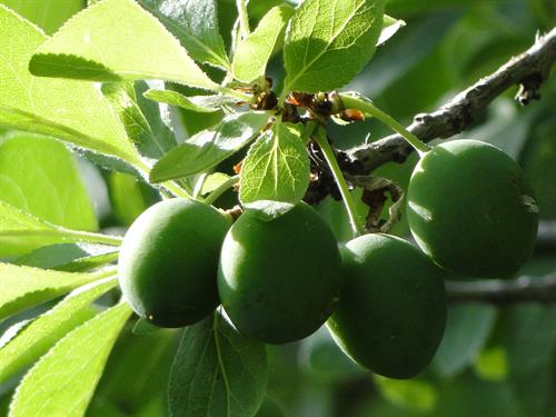 میکائیل&nbsp;رحمانی