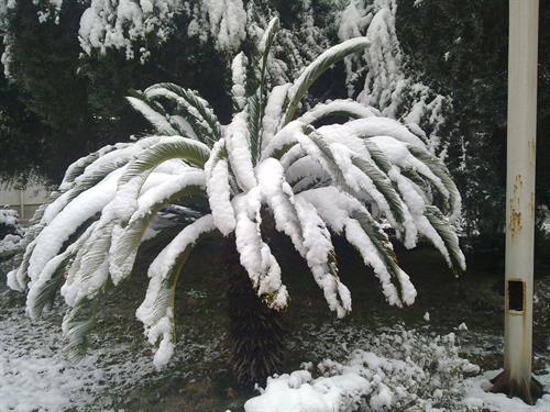 رستم&nbsp;زابلی