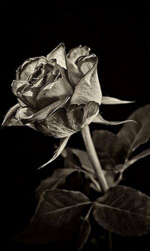 yage sabz&nbsp;(yag_sabz2011@yahoo.com)