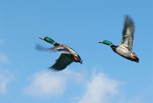 امیر&nbsp;امیری 