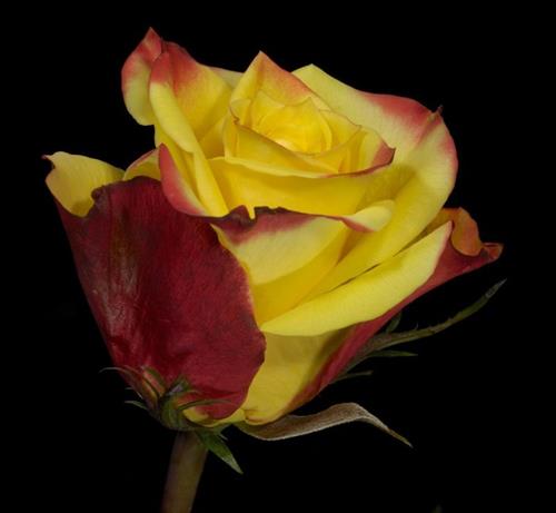 محمد&nbsp;محمدی