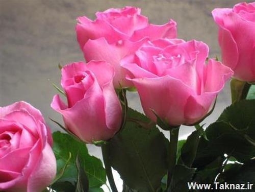 amirmasoud&nbsp;roohnavaz