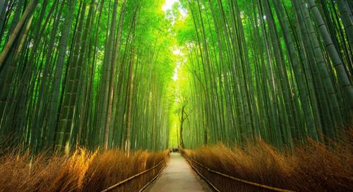 بهار&nbsp;بهاری