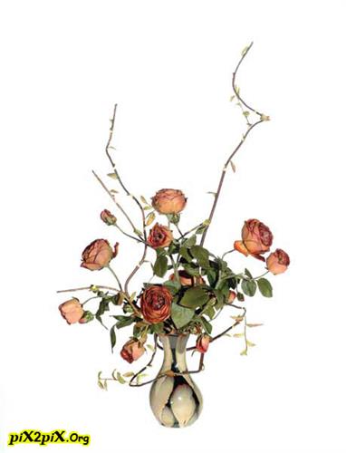 niushaaaa&nbsp;yasiiii