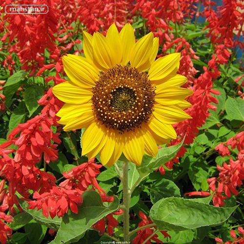 زرین&nbsp;پرواز