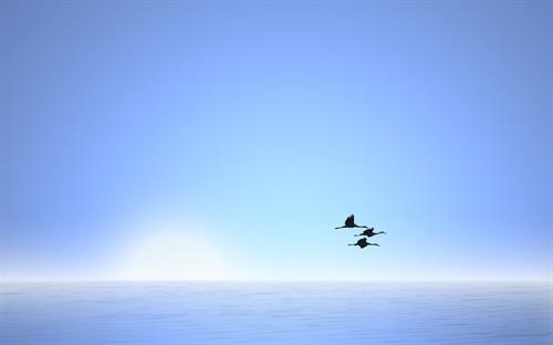 ali&nbsp;ars