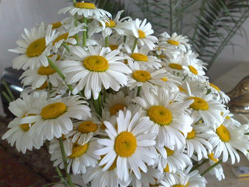 kamran&nbsp;mohammady