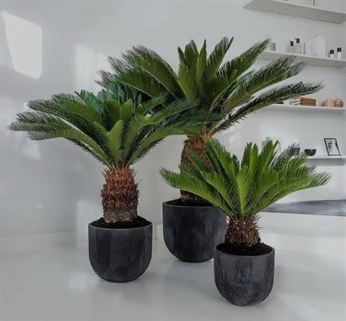 مریم&nbsp;محمدی