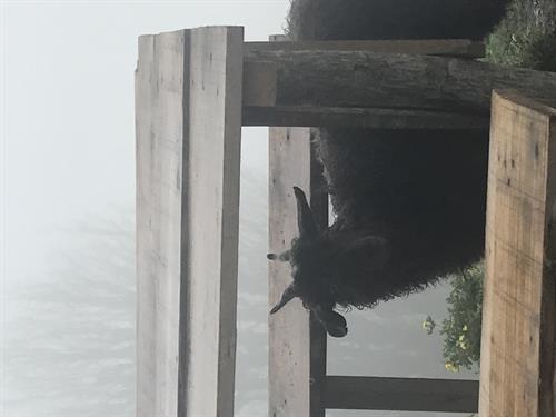 tabasoom&nbsp;jalali 