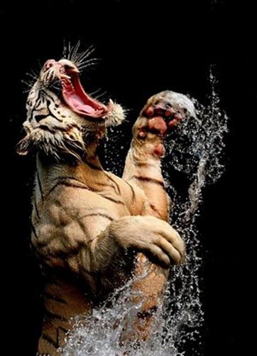 mehdi&nbsp;rahmanian