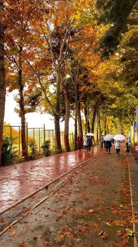 ملینا&nbsp;رادمنش