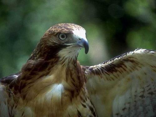 mehrdad&nbsp;ashkany