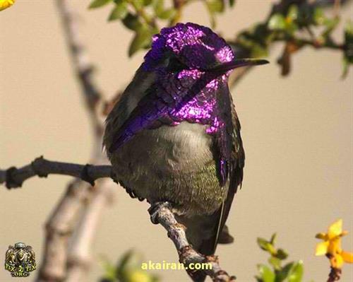 شکوفه&nbsp;رضوی